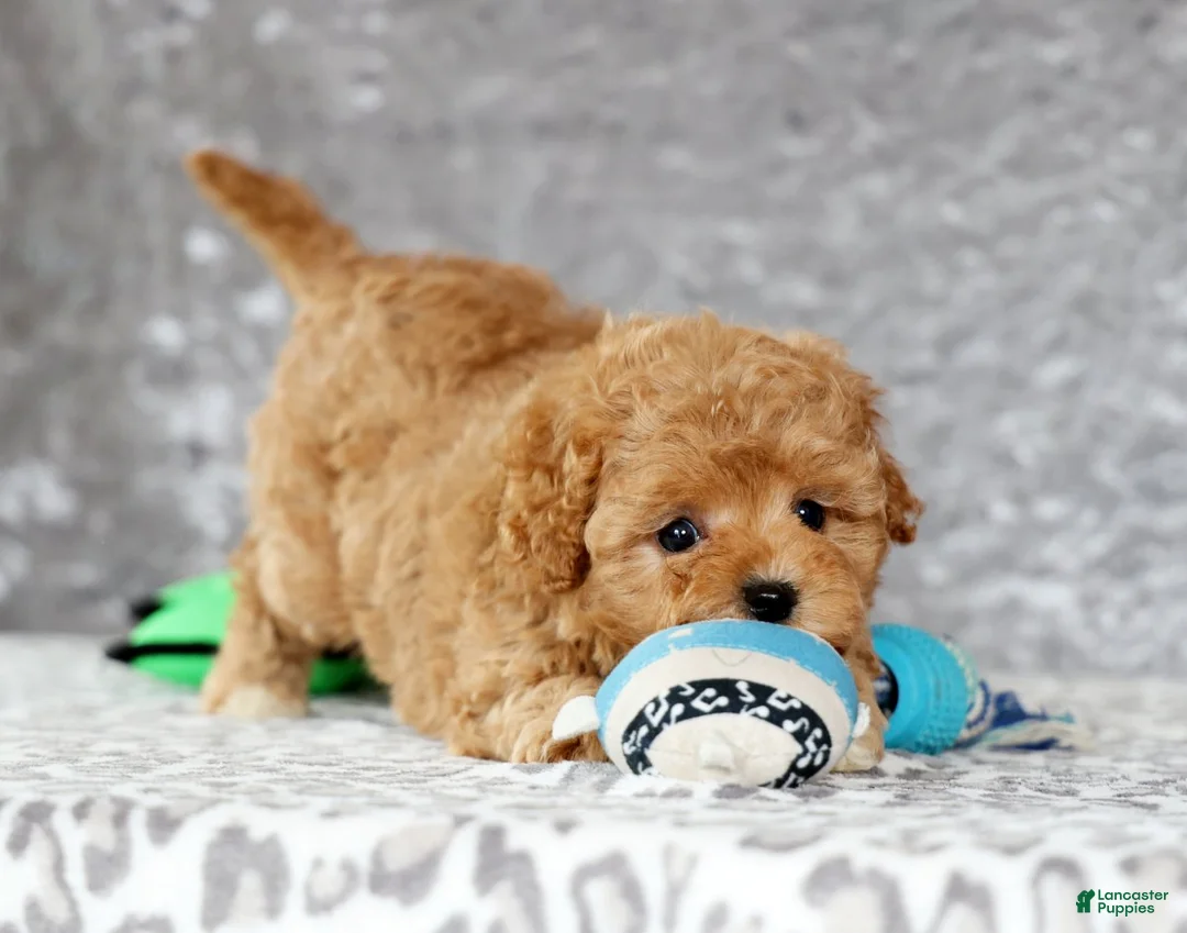 Cavapoo dogs for sale: Paige - Ad 6