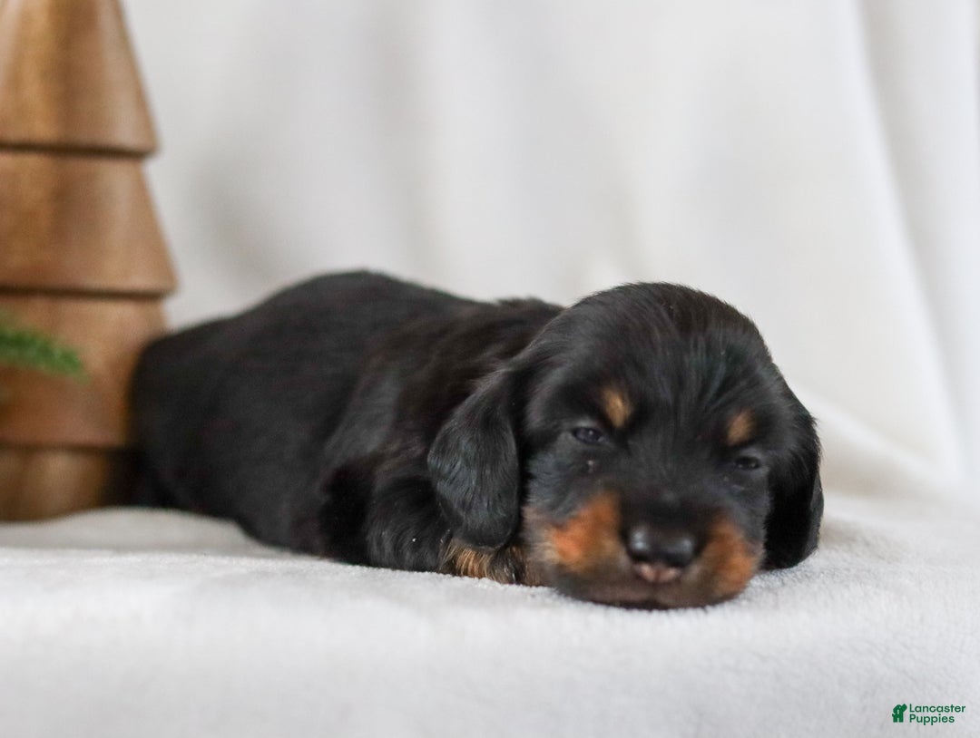 Miniature Dachshund dogs for sale: Indigo - Ad 7