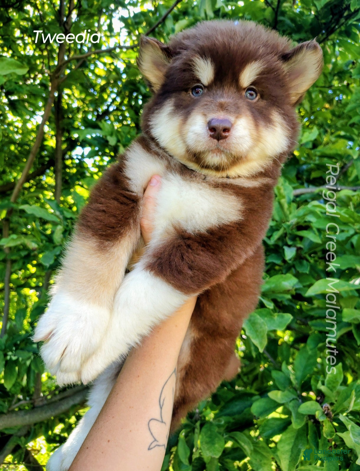 Alaskan Malamute dogs Tweedia - Ad 1