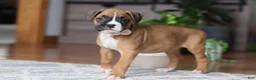 Boxer dogs for sale: Kona - Ad 5