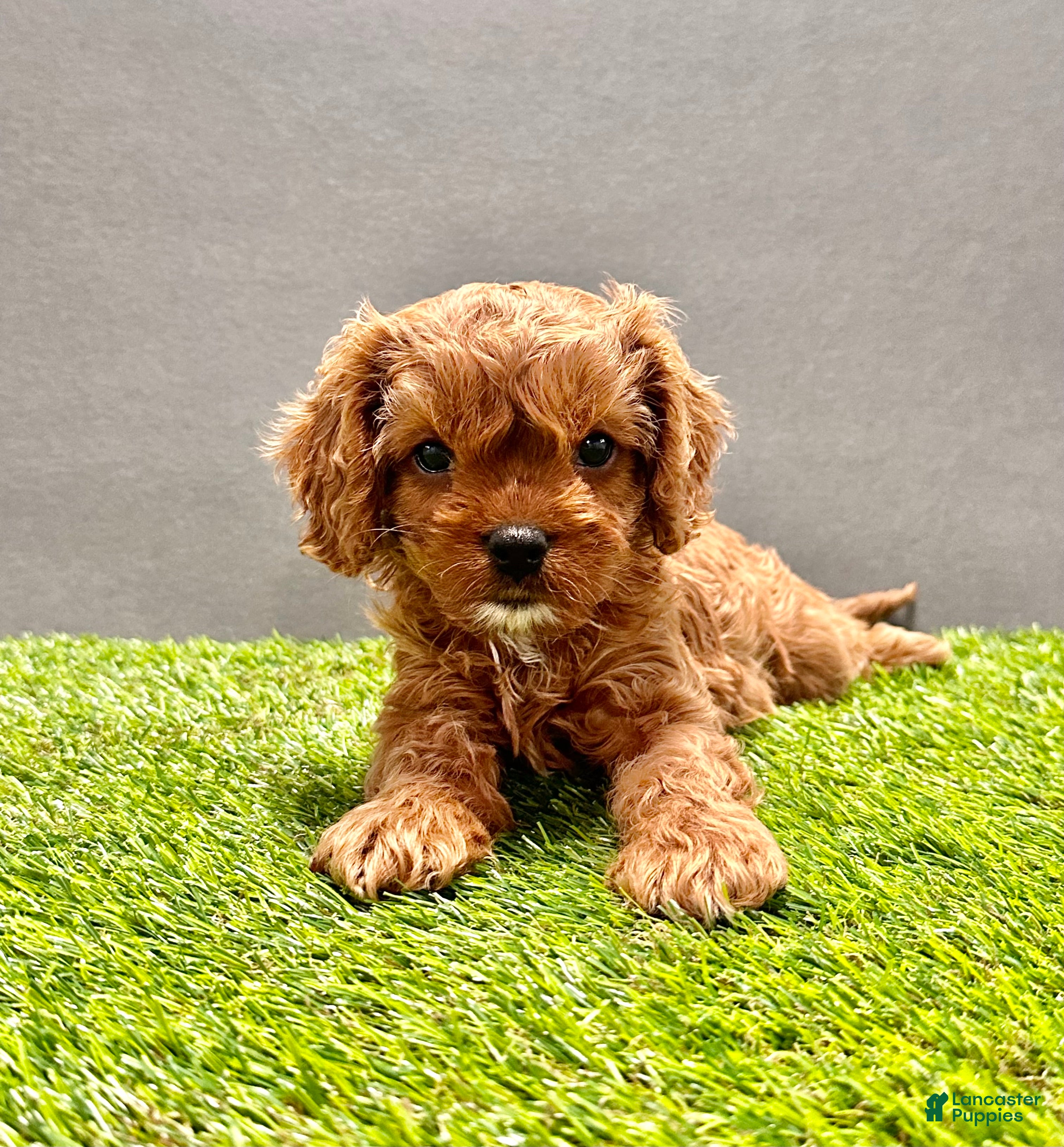 Cavapoo dogs Willow - Ad 2