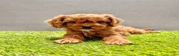 Cavapoo dogs for sale: Willow - Ad 2