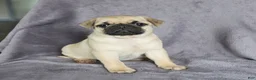 Pug dogs for sale: Lucky - Ad 3