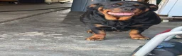 Rottweiler dogs for sale: Roxy - Ad 3
