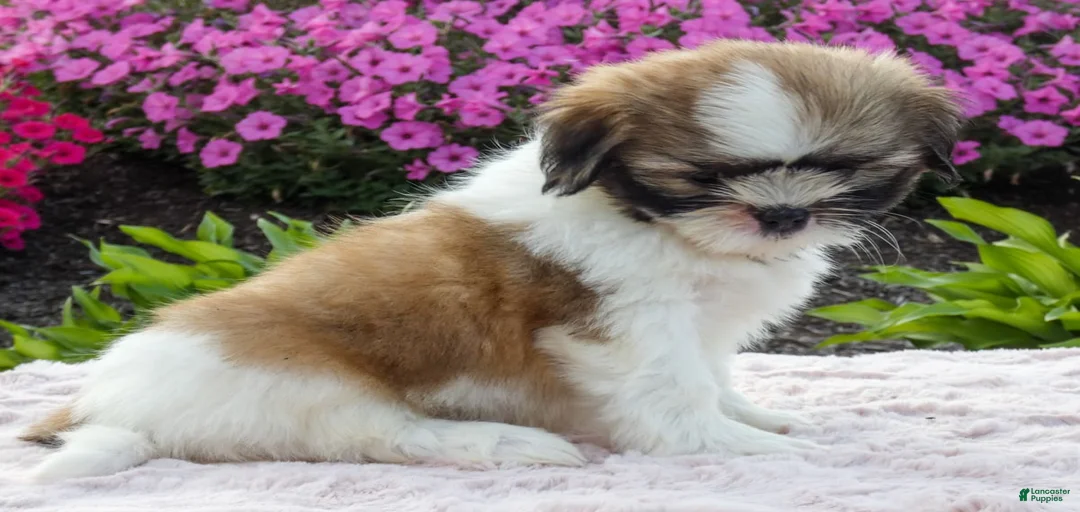 Gallery Image {{count}}