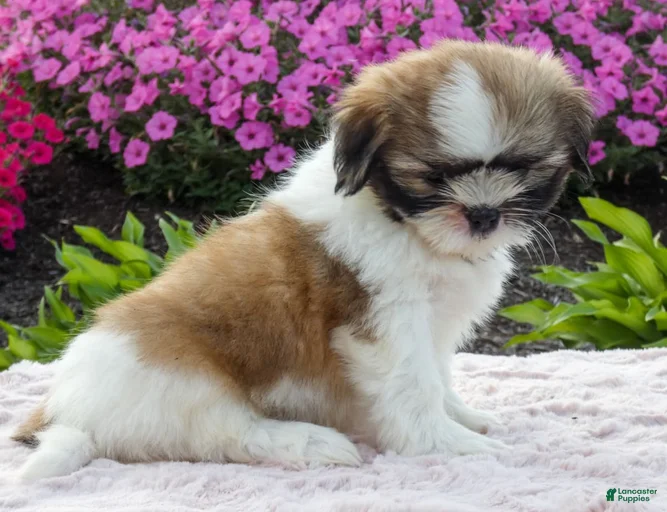 Gallery Image {{count}}