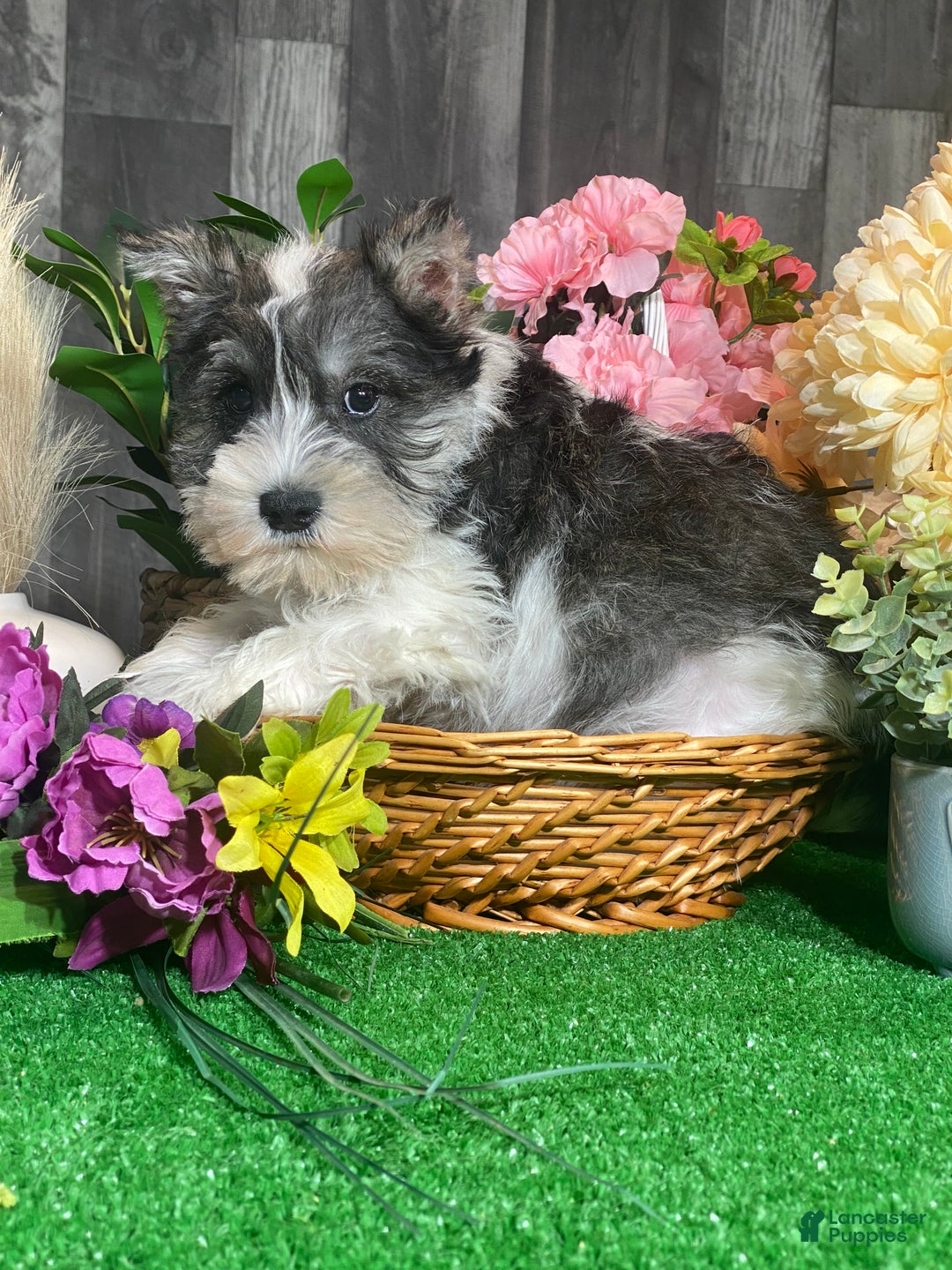 Miniature Schnauzer dogs for sale: Kane - Ad 4