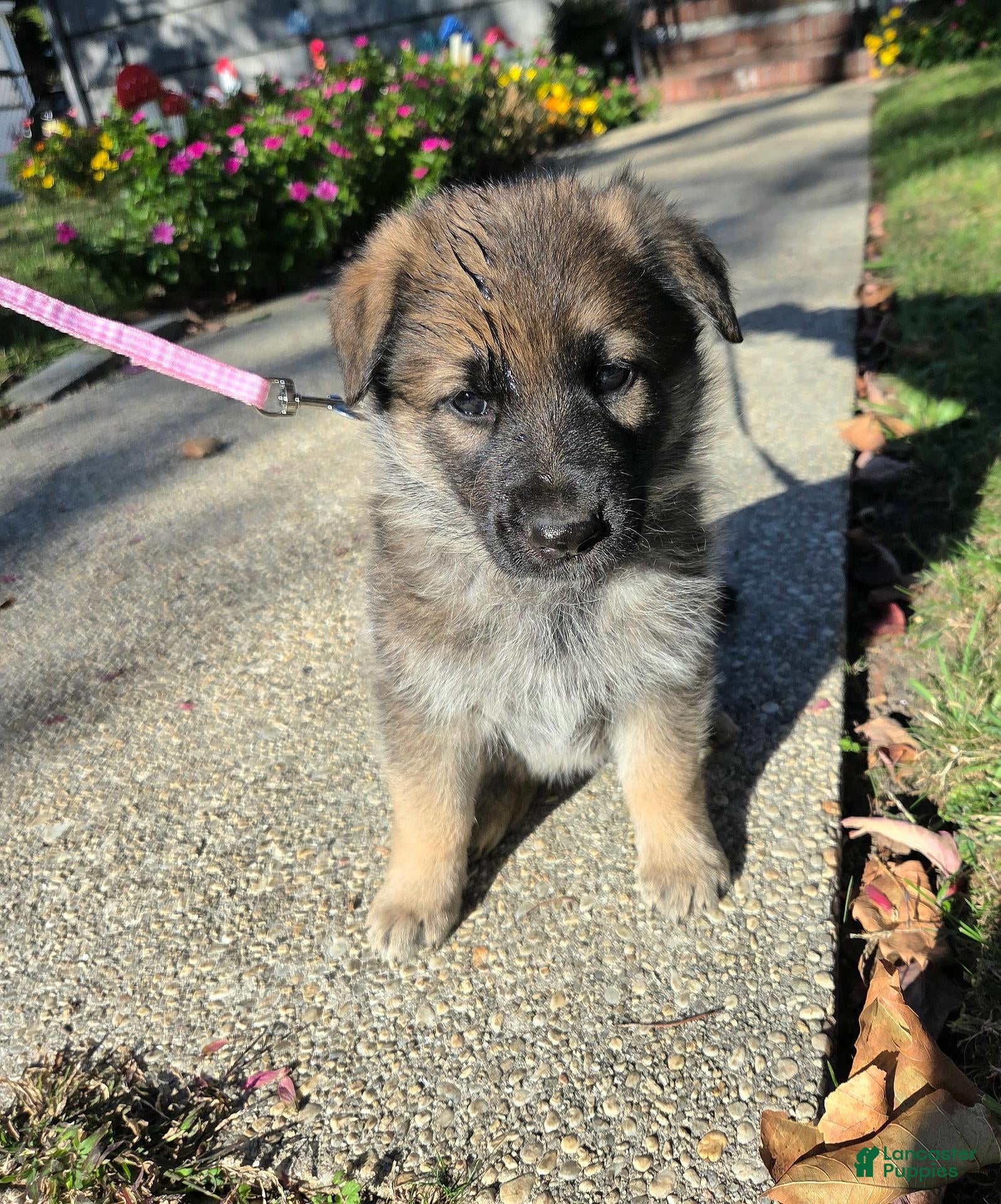 German Shepherd dogs for sale: Holly - Ad 1