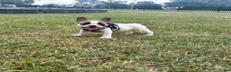 French Bulldog dogs for sale: Luna - Ad 4