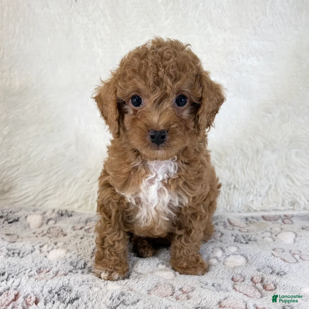 Toy Poodle dogs for sale: Asher - Ad 2