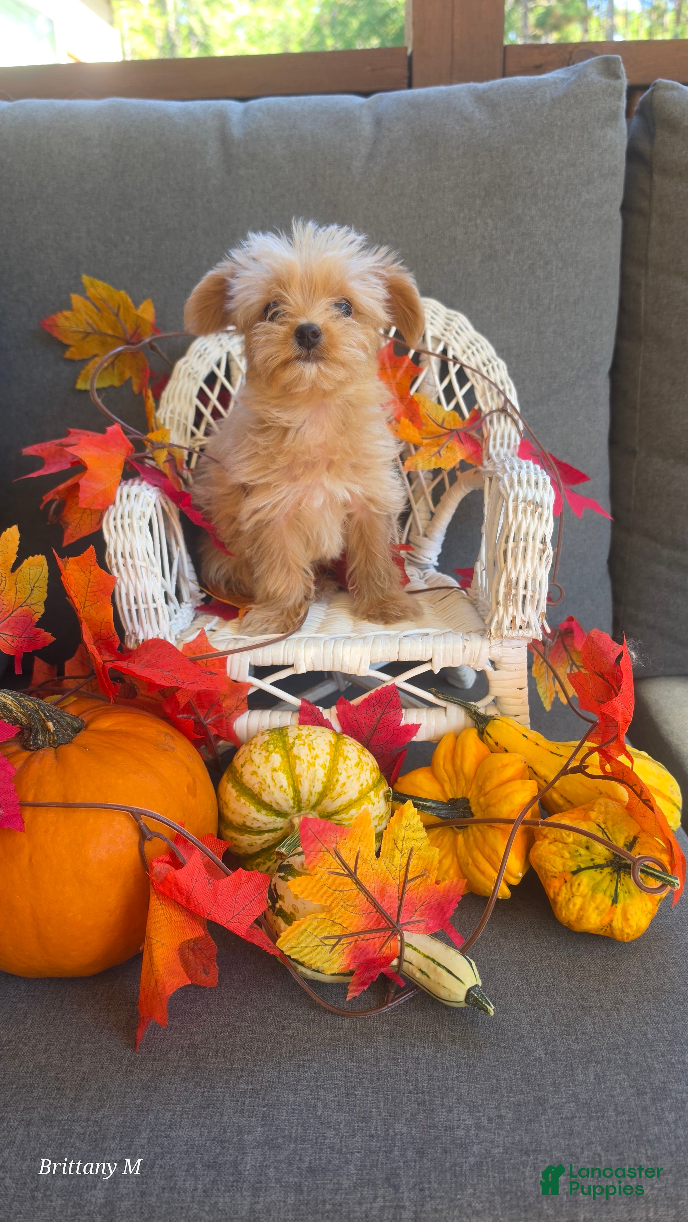 Yorkiepoo dogs Yorkiepoo 3 - Ad 13
