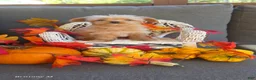 Yorkiepoo dogs for sale: Yorkiepoo 3 - Ad 1