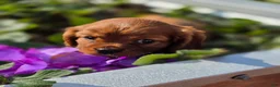 Cavalier King Charles Spaniel dogs for sale: Cavalier King Charles Spaniel 2 - Ad 27