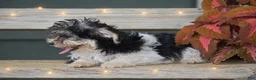 Morkie dogs for sale: Sarah - Ad 4