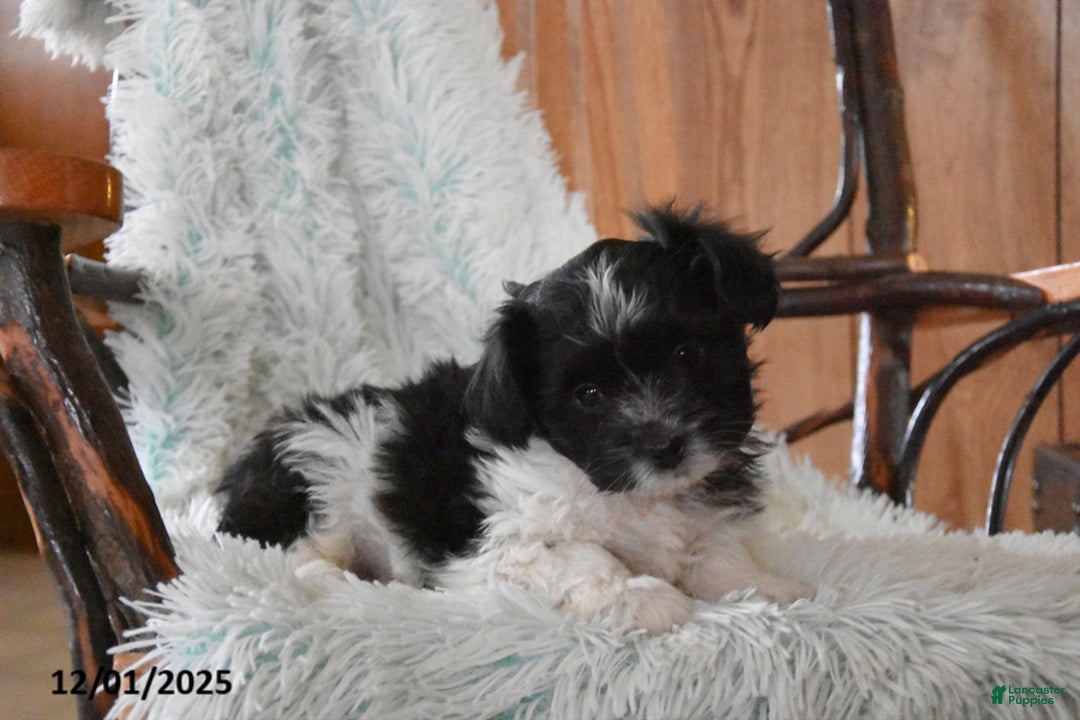 Mixed Breed dogs for sale: Chase - Ad 2