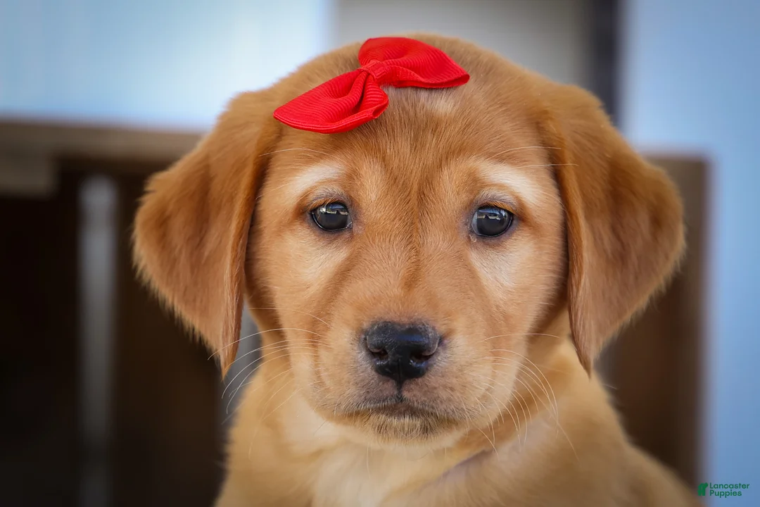 Labrador Retriever dogs for sale: NAOMI - Ad 2