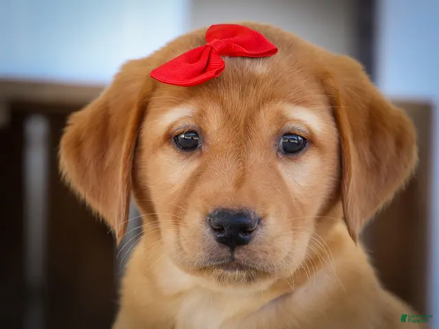 Labrador Retriever dogs for sale: NAOMI - Ad 2