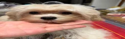 Maltipoo dogs for sale: Mars - Ad 5