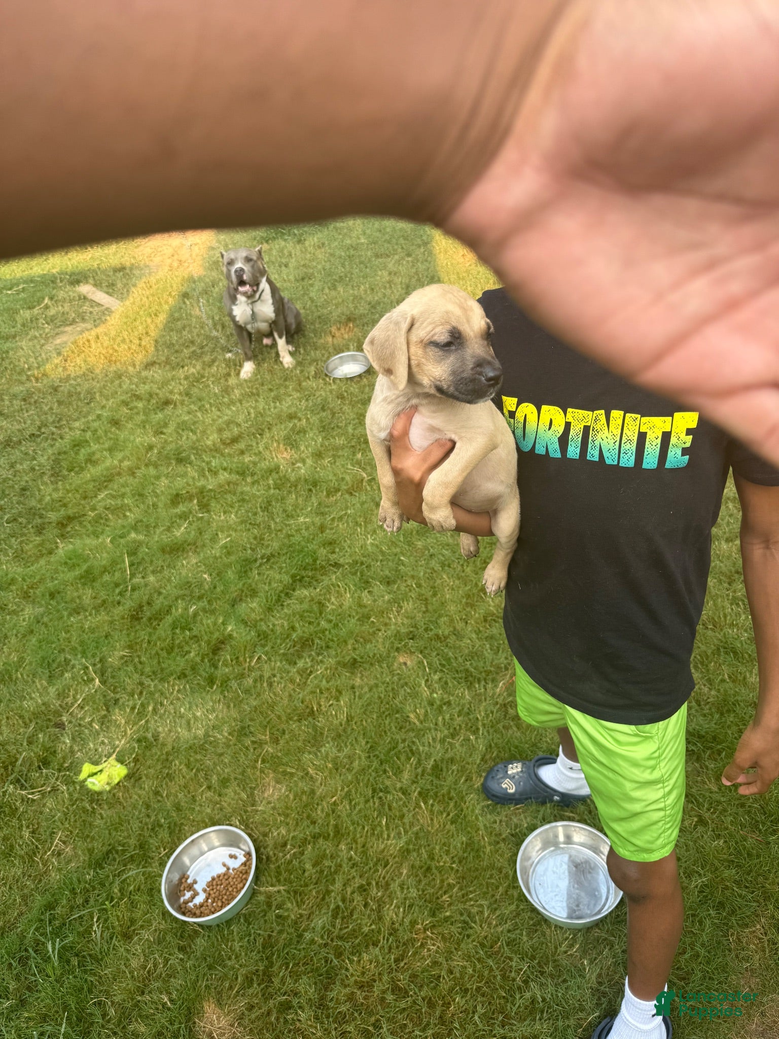 American Bully dogs American Bully 4 - Ad 1