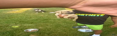 American Bully 4