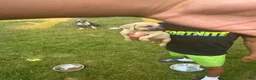 American Bully dogs for sale: American Bully 4 - Ad 1