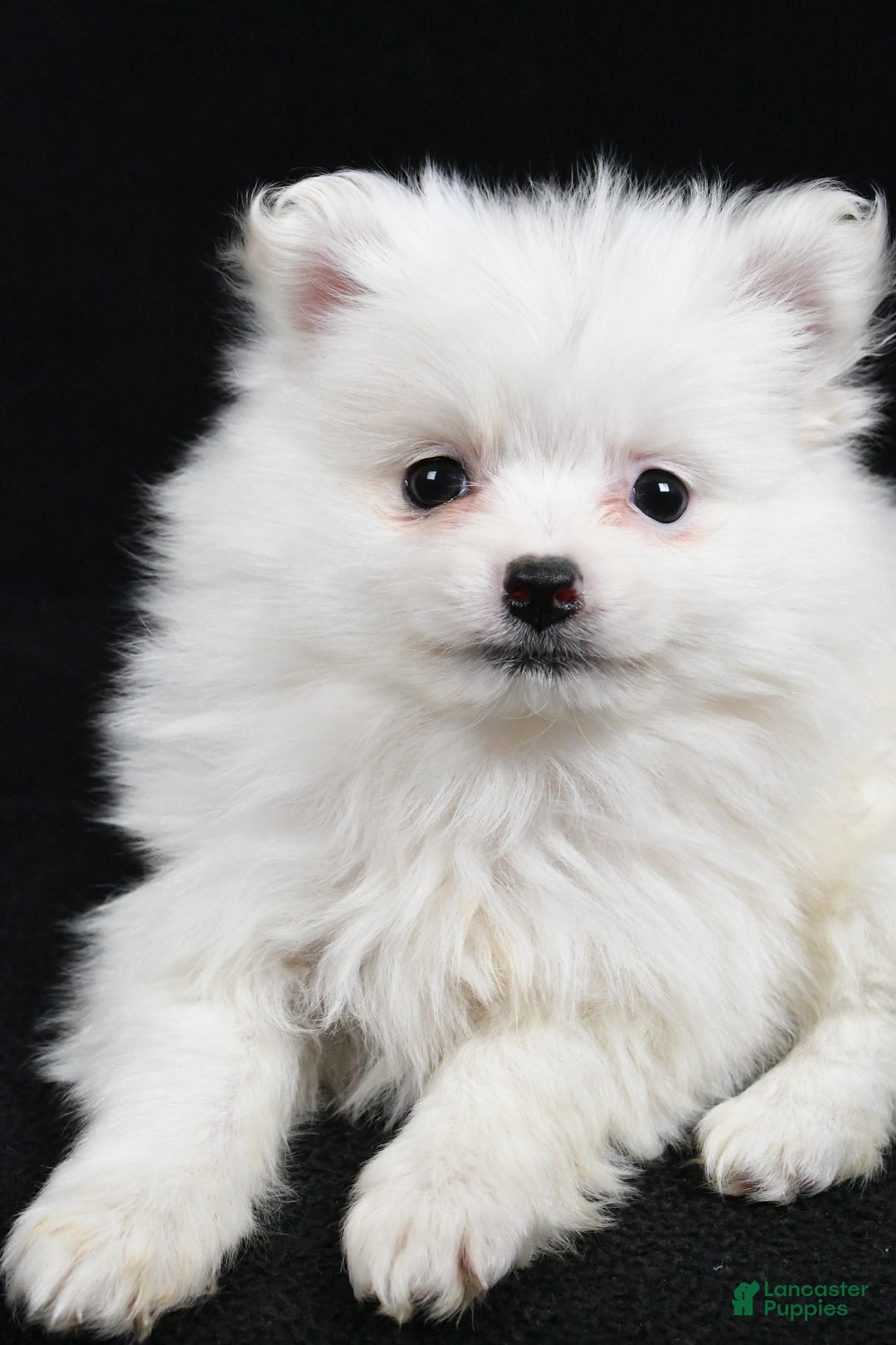 Pomeranian dogs for sale: Tula - Ad 5
