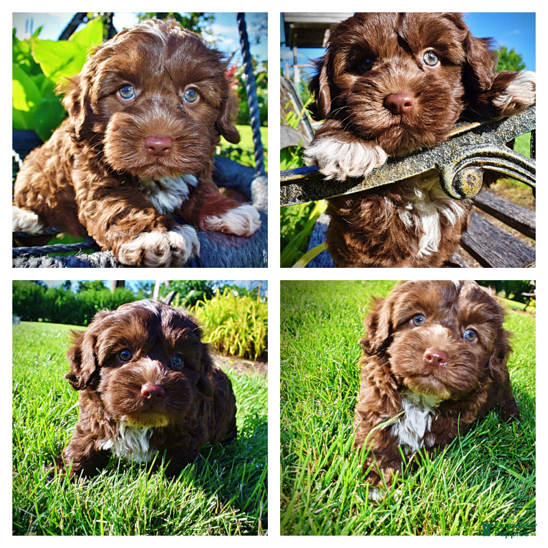 Havapoo dogs Chewy - Ad 1