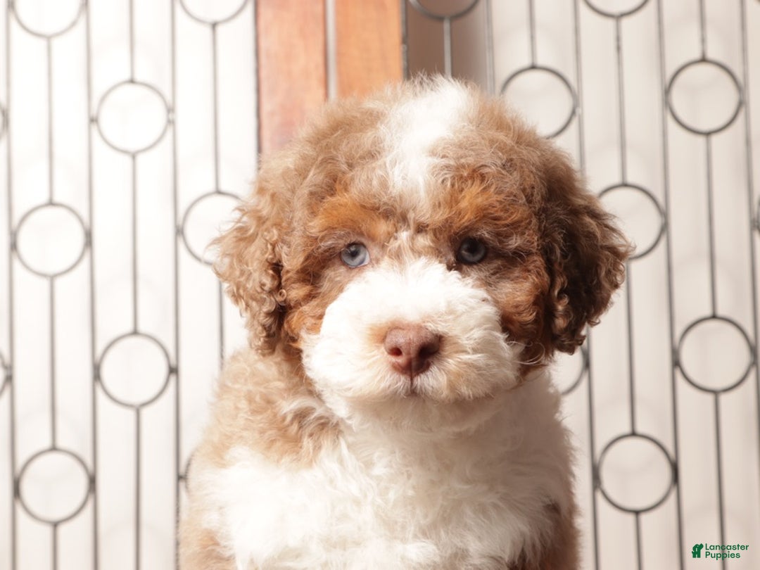 Mini Aussiedoodle dogs for sale: Claire Red Merle Mini Aussie Poo - Ad 3