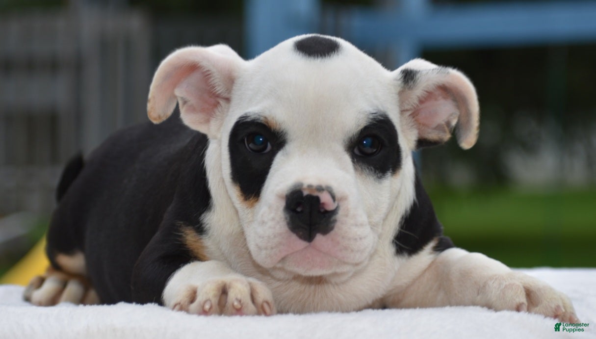 Mixed Breed dogs Bruno mini hybrid bulldog  - Ad 2