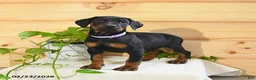 Doberman Pinscher dogs for sale: Aspen - Ad 3