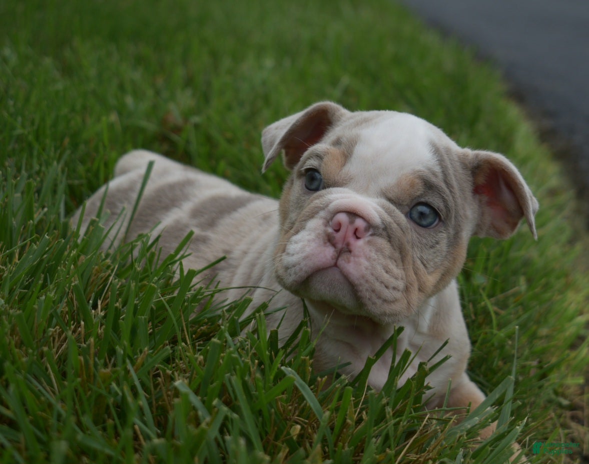 English Bulldog dogs Henry - Ad 2