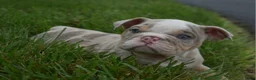 English Bulldog dogs for sale: Henry - Ad 2