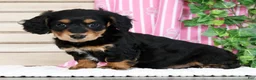 Miniature Dachshund dogs for sale: Bella - Ad 4