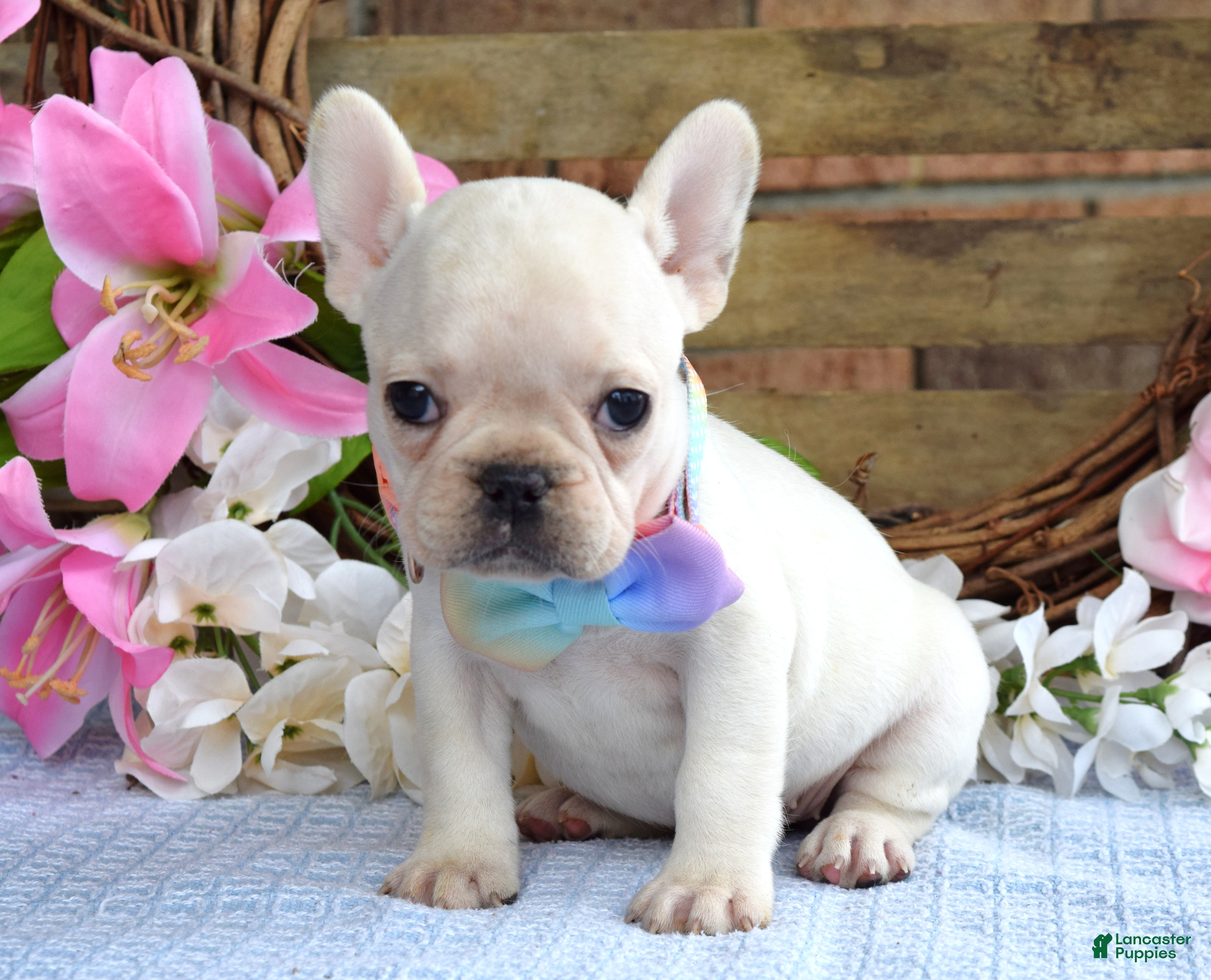 French Bulldog dogs Felicity - Ad 1