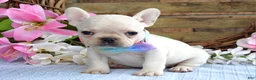 French Bulldog dogs for sale: Felicity - Ad 1