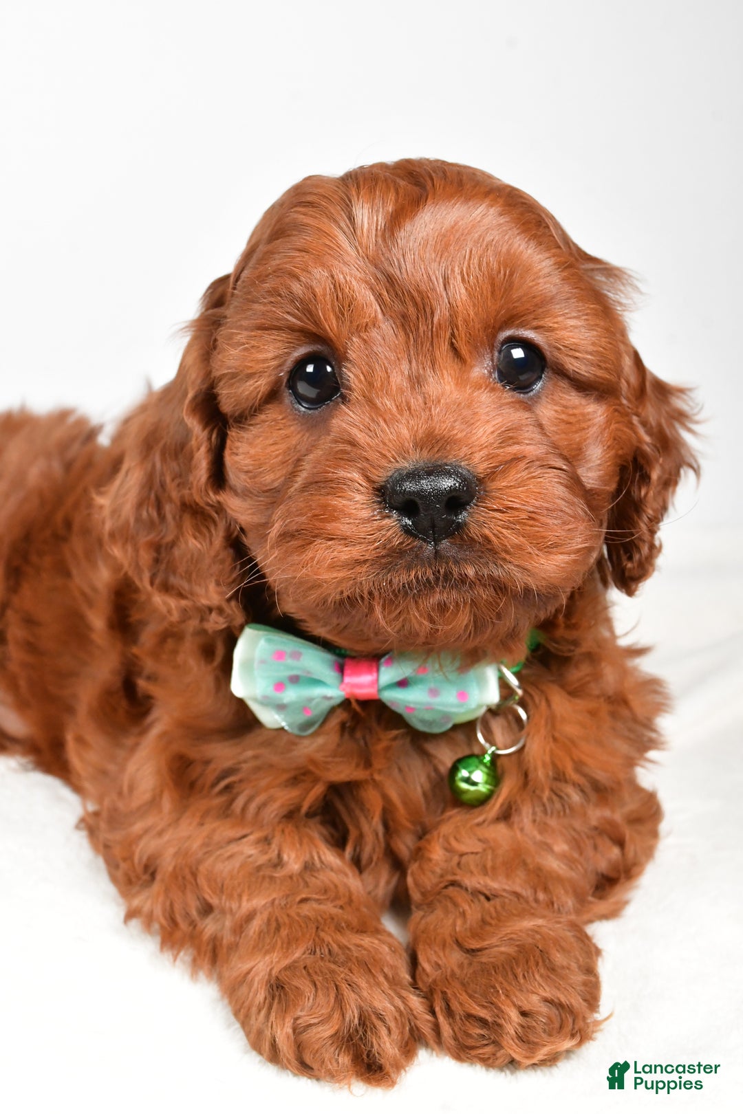 Cavapoo dogs for sale: Jet - Ad 4