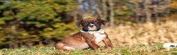 Boxer dogs for sale: Maverick - Ad 3