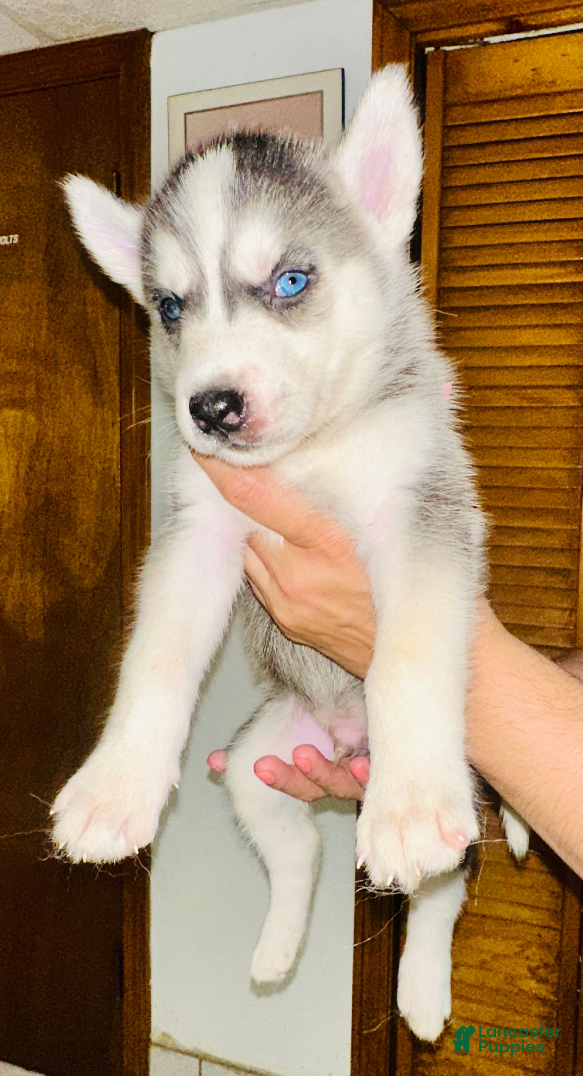 Siberian Husky dogs Blue - Ad 2