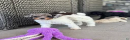 Miniature Poodle dogs for sale: Mo - Ad 2