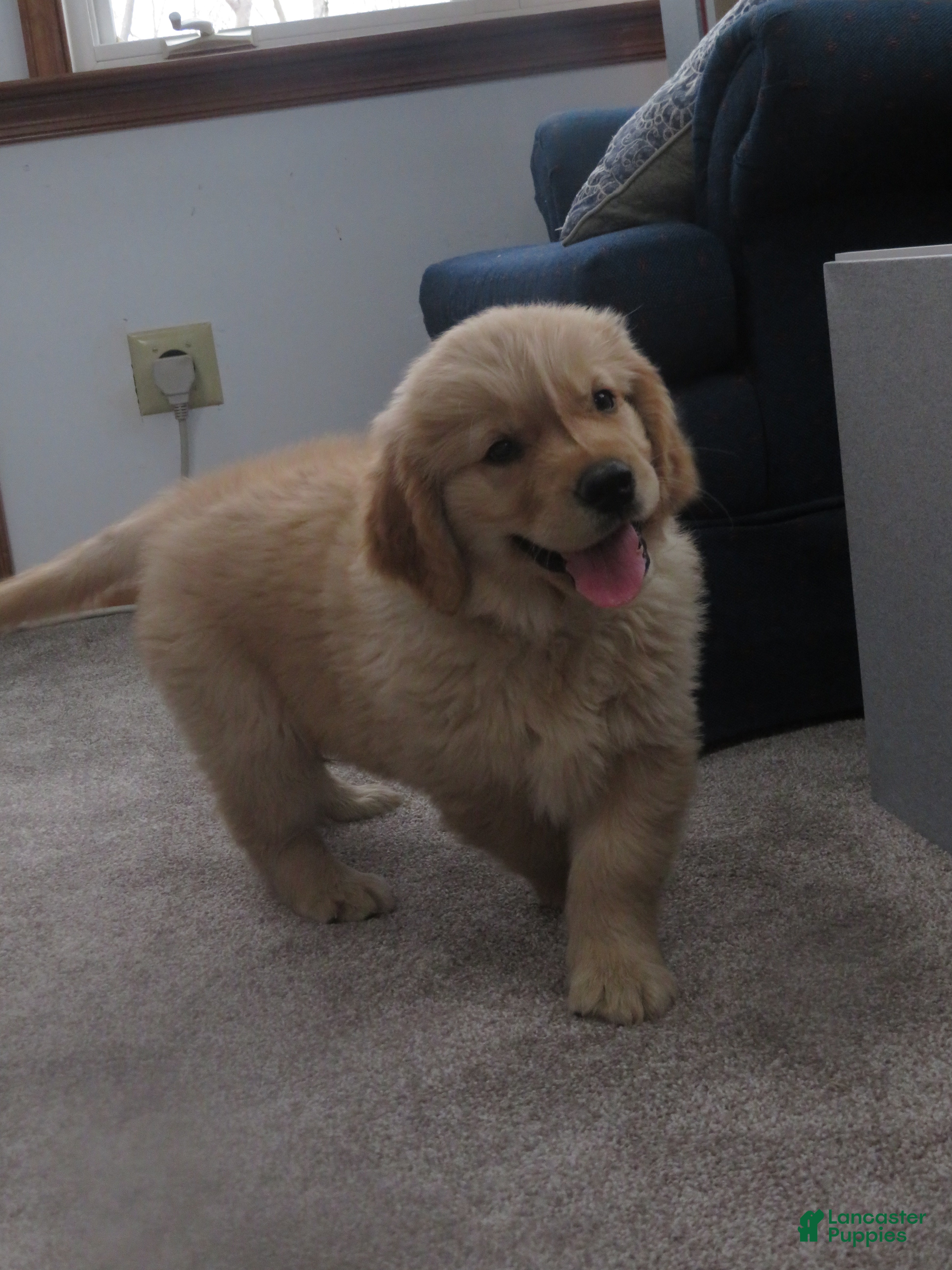 Golden Retriever dogs TRACKER -CHAMPION LINE - Ad 2