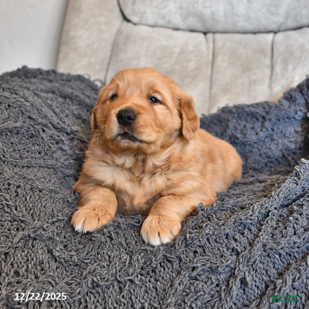 Golden Retriever dogs for sale: Royal King - Ad 4