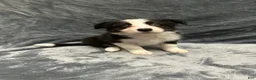 Border Collie dogs for sale: Faye - Ad 3