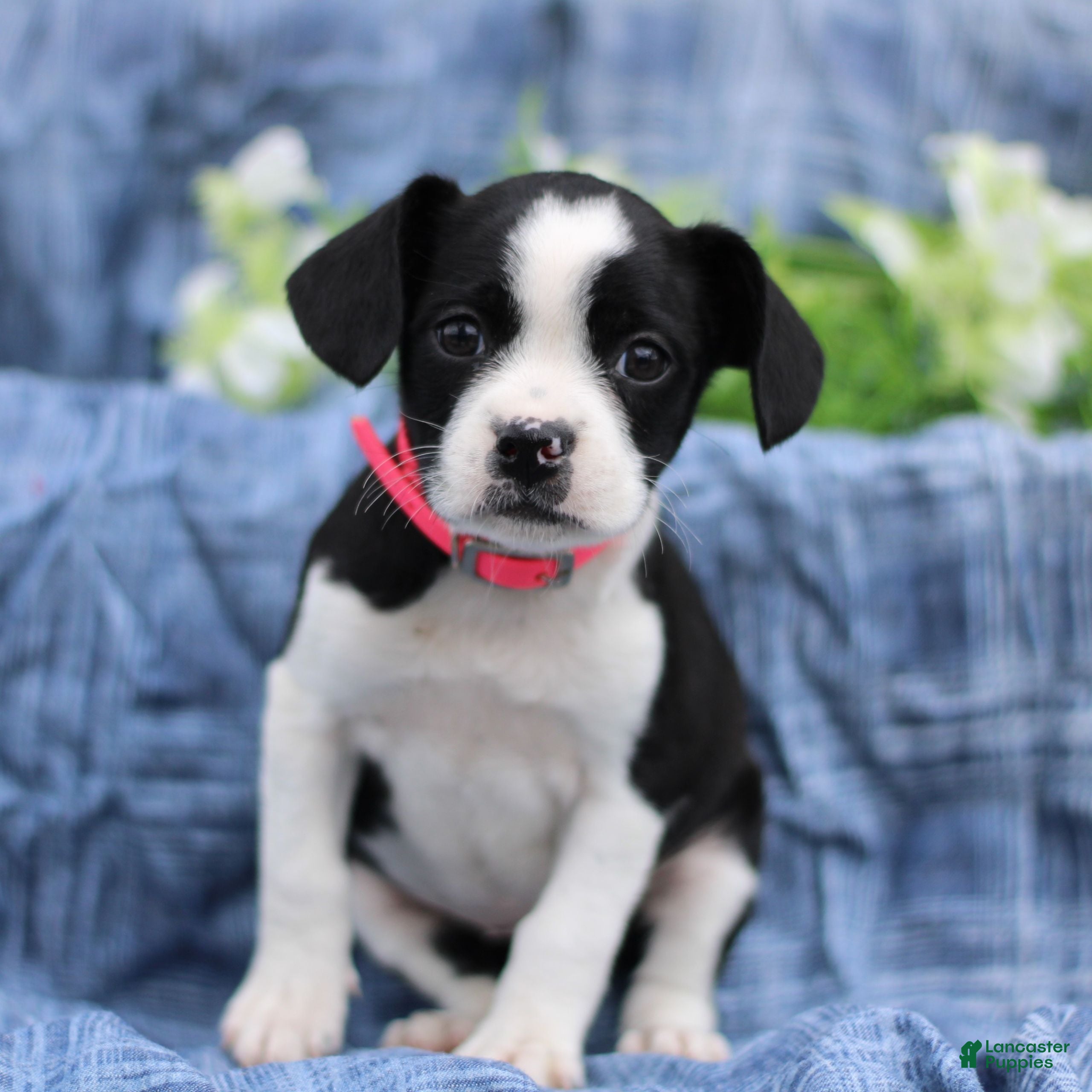 Mixed Breed dogs Karla  - Ad 1