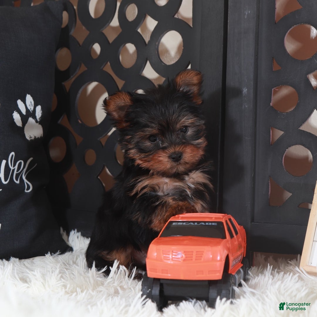 Yorkshire Terrier dogs for sale: Yorkshire Terrier Dino - Ad 4