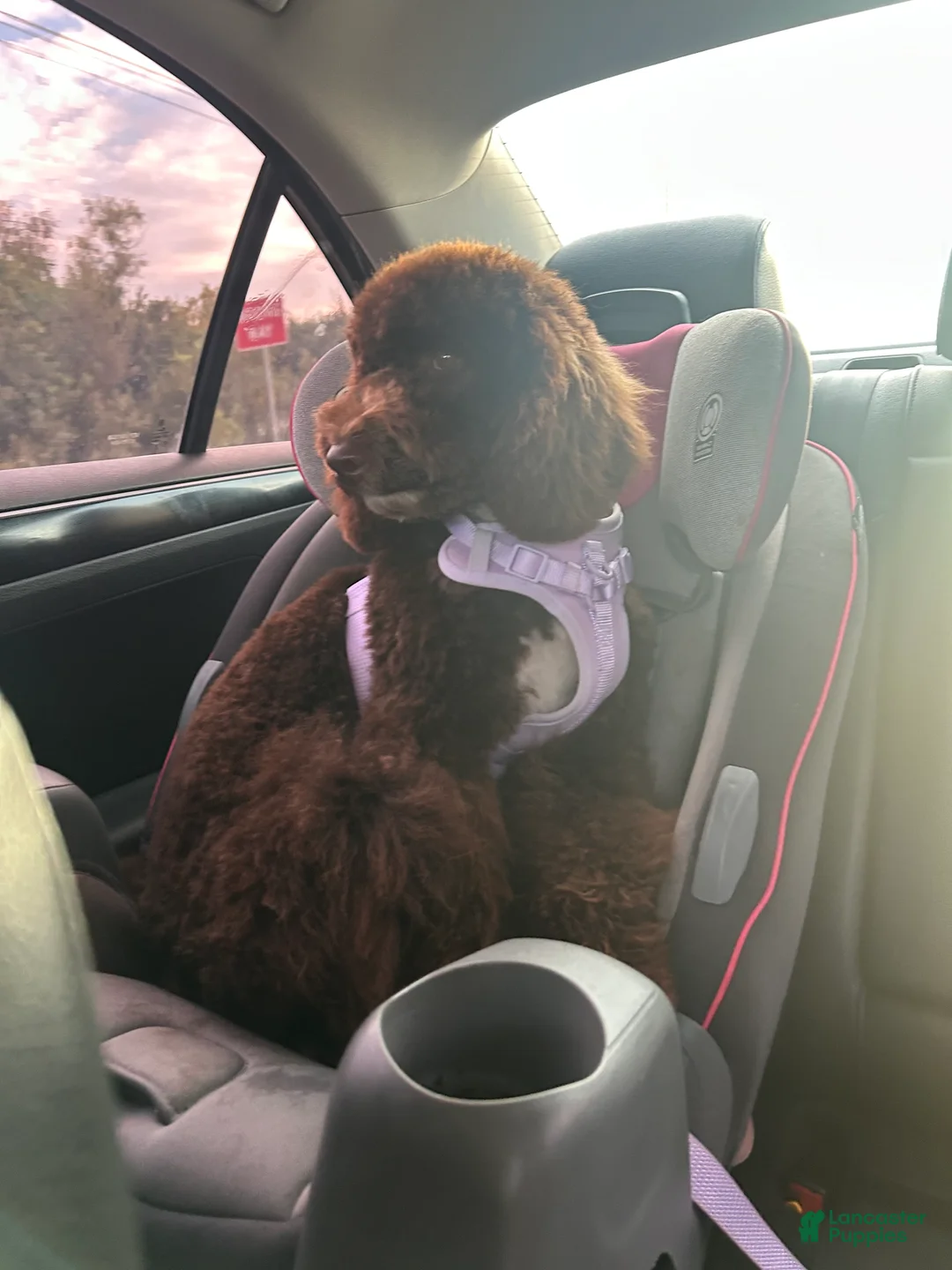 Mixed Breed dogs for sale: sweetheart  - Ad 3