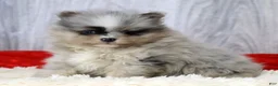 Pomeranian dogs for sale: Cane - Ad 9