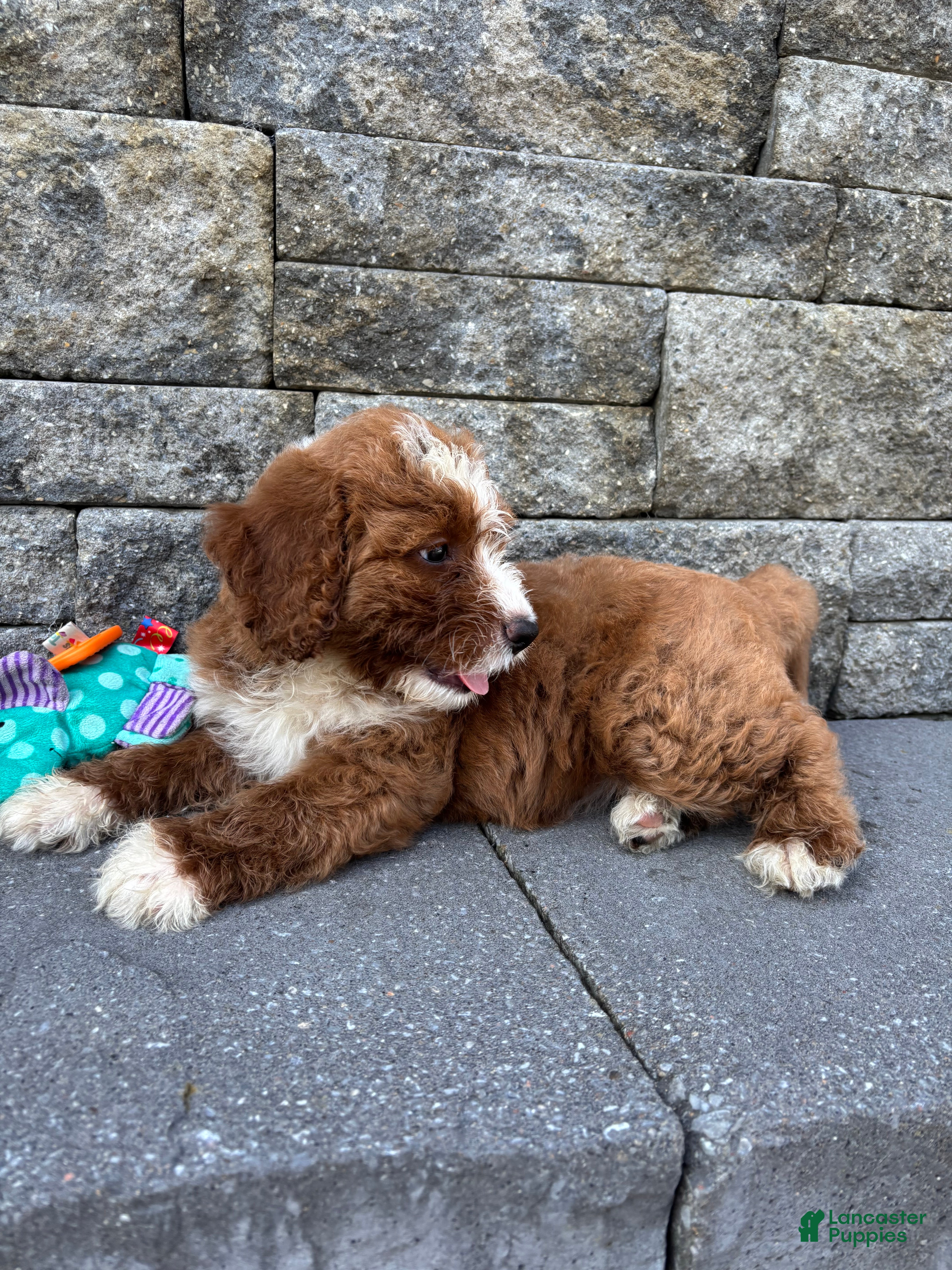 Bernedoodle dogs Socks - Ad 2