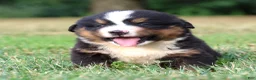 Bernese Mountain Dog dogs for sale: Summit - Ad 3