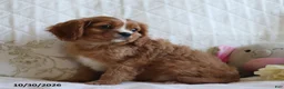 Cavalier King Charles Spaniel dogs for sale: Otis - Ad 4
