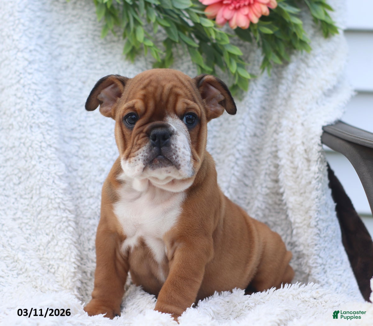 English Bulldog dogs Ruthee - Ad 1